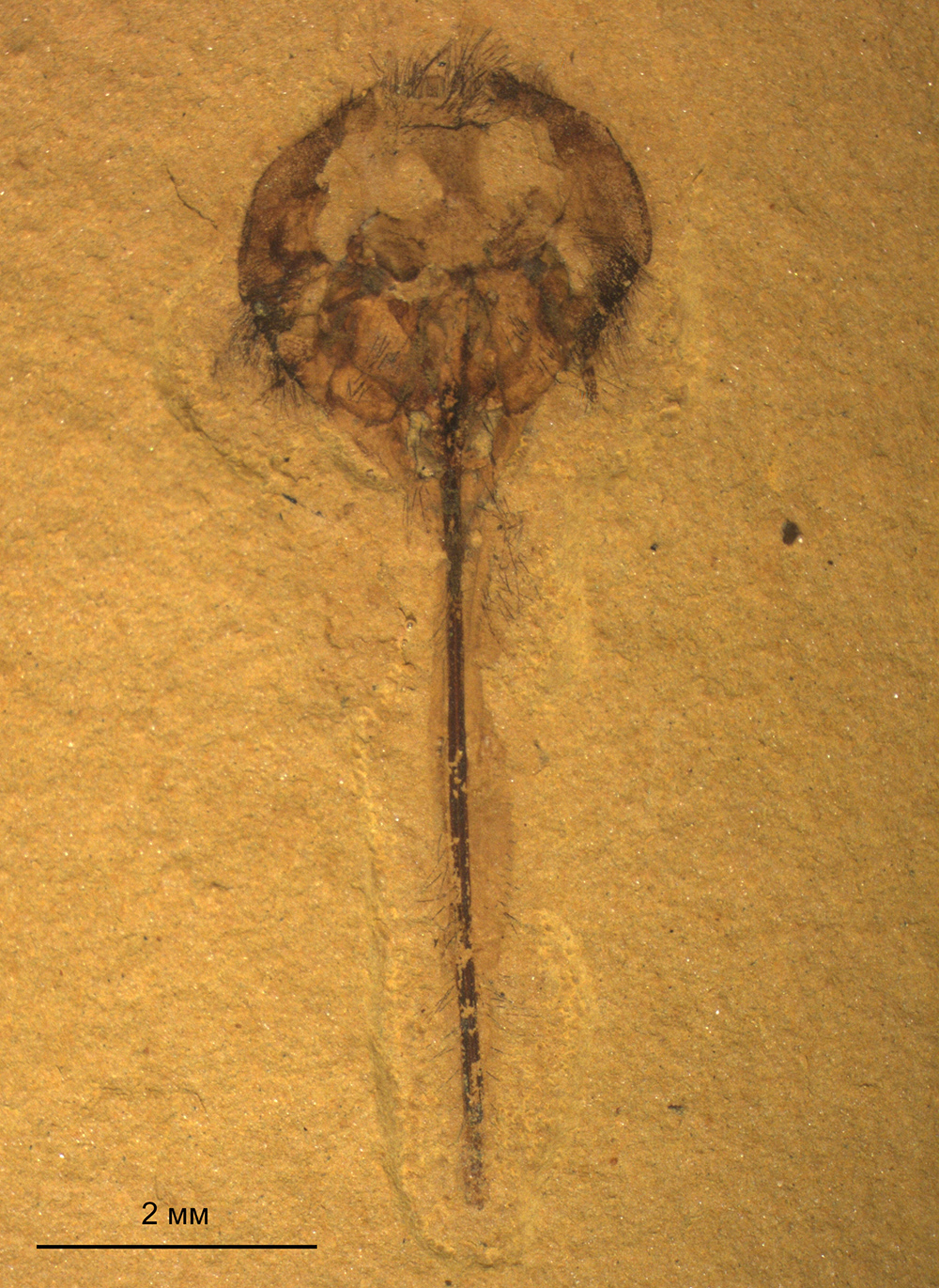 Длиннохоботковые насекомые-нектарофаги в палеонтологической летописи